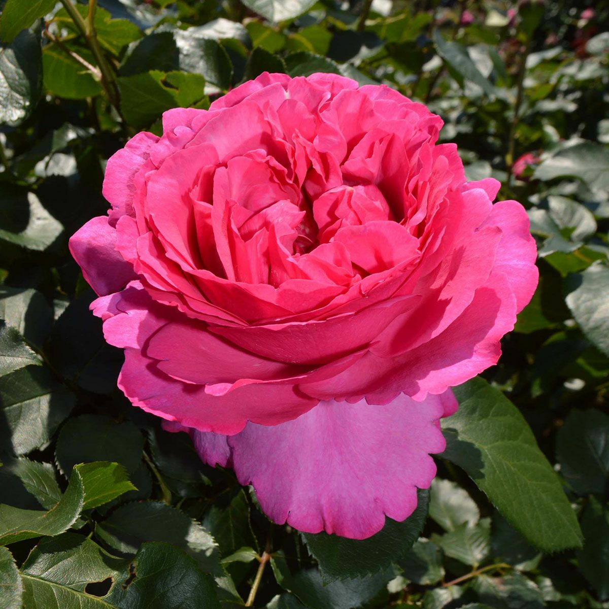 予約苗 バラ苗 【イブピアッチェ】 (大苗裸苗) ハイブリッドティー