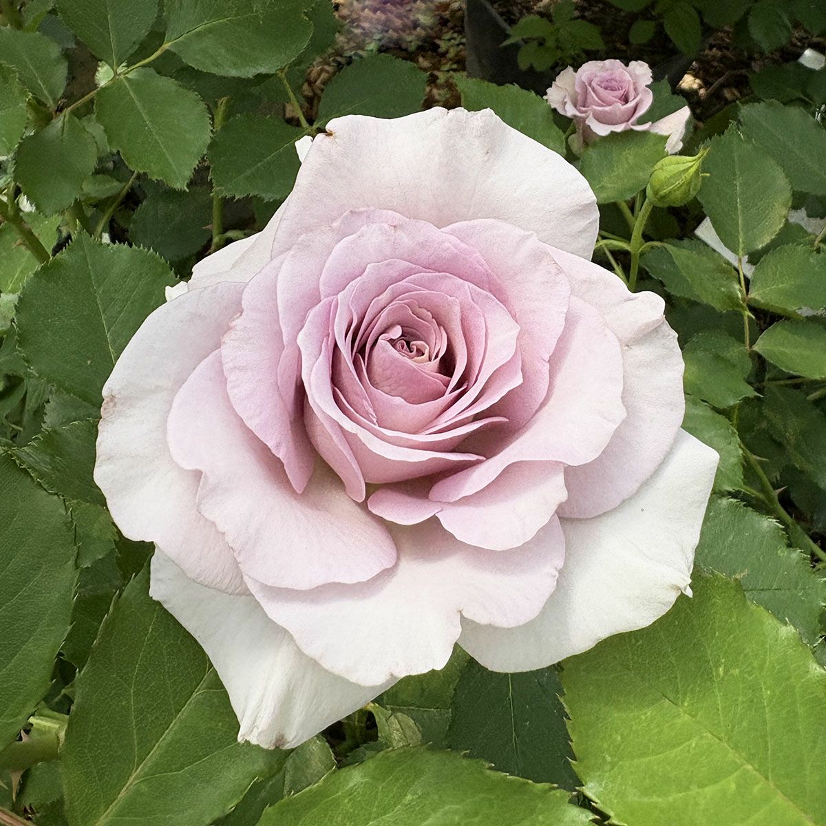 予約苗 バラ苗 【ニューウェーブ】 (大苗裸苗) ハイブリッドティー