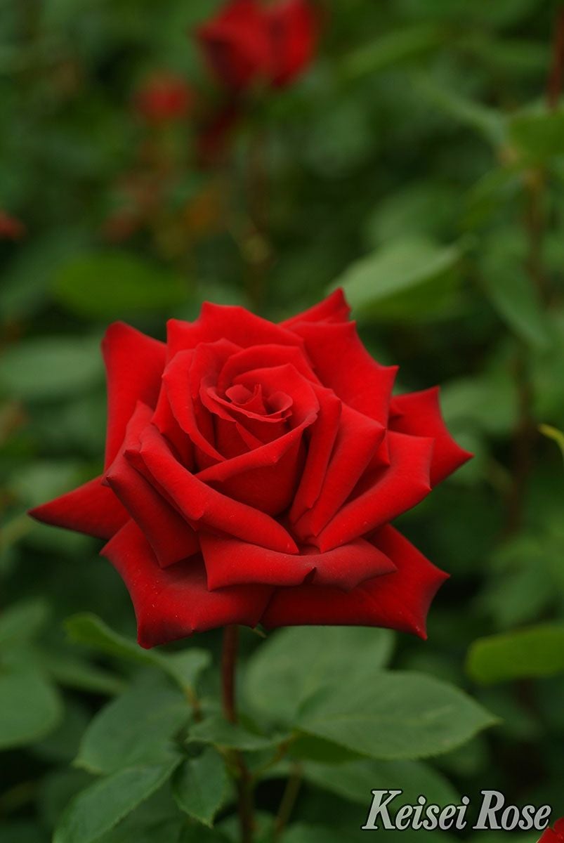 バラ苗熱情 (ねつじょう