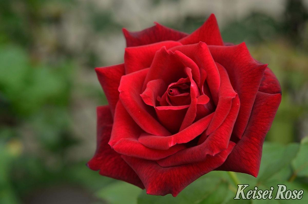  バラ苗パパメイアン