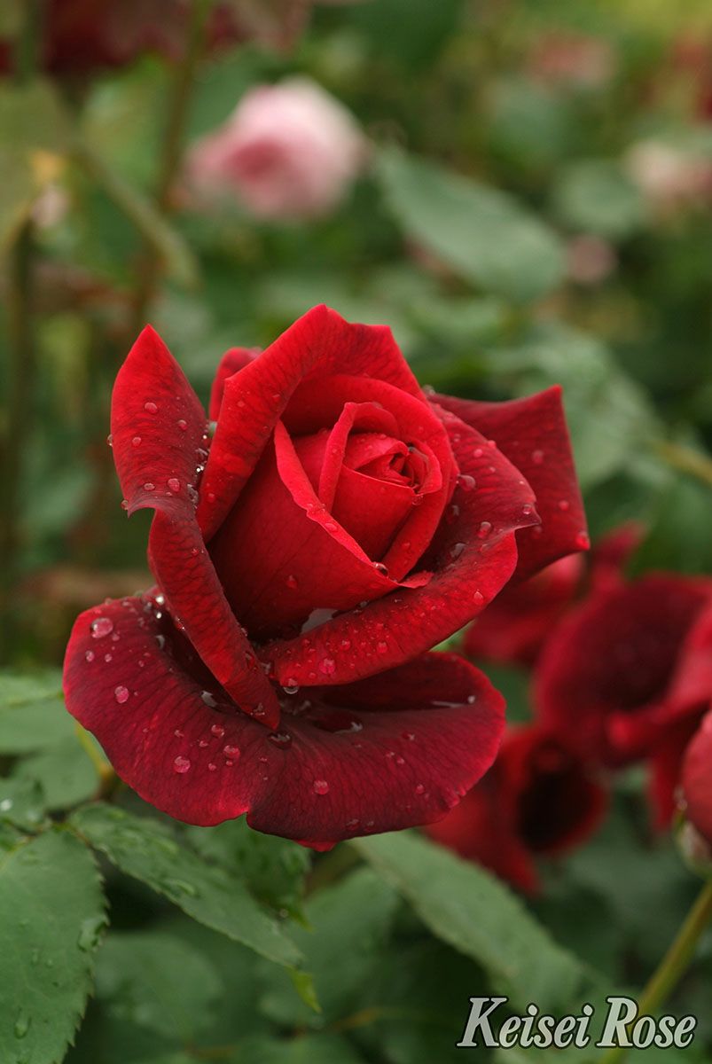  バラ苗パパメイアン