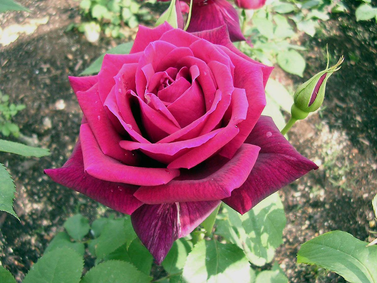  バラ苗パパメイアン