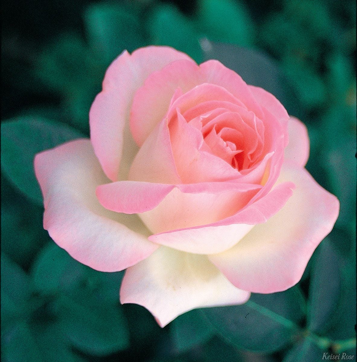 予約苗 バラ苗 【プリンセスドゥモナコ】 (大苗裸苗) ハイブリッド