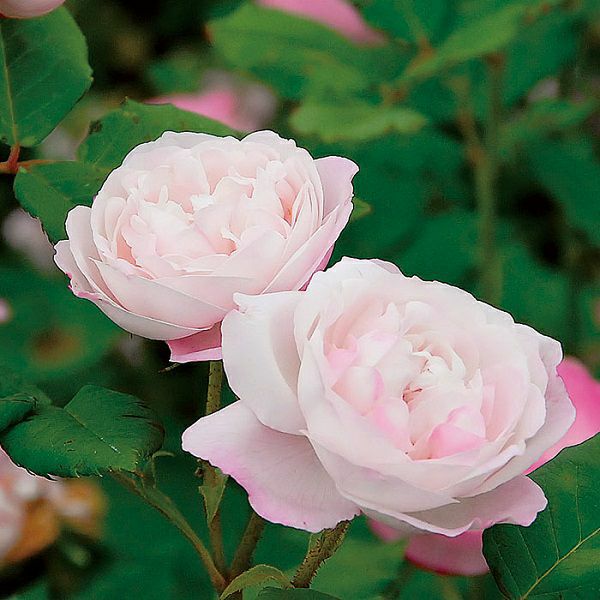 バラ苗 【マダムピエールオジェ】 (アウトレット苗) つるバラ 二季咲き