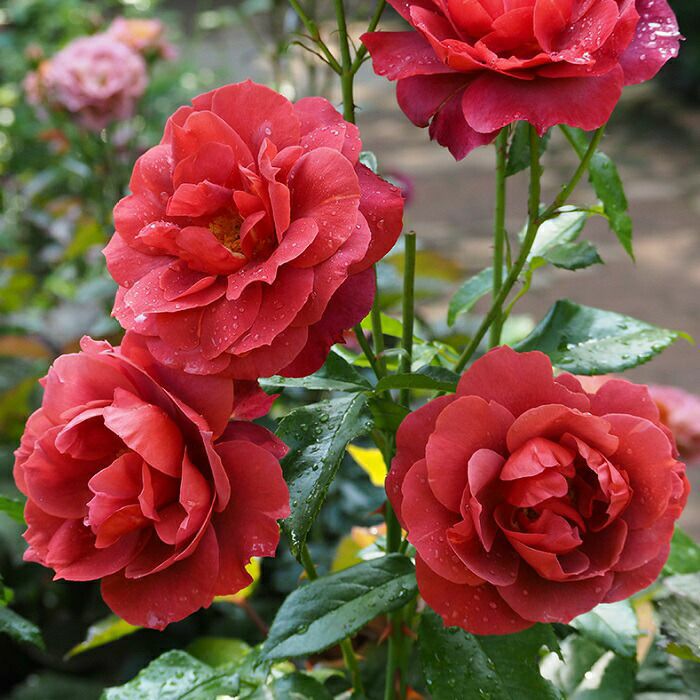 バラ苗ホットチョコレート