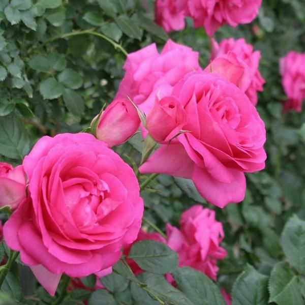 バラ苗ロゼピエールドゥロンサール