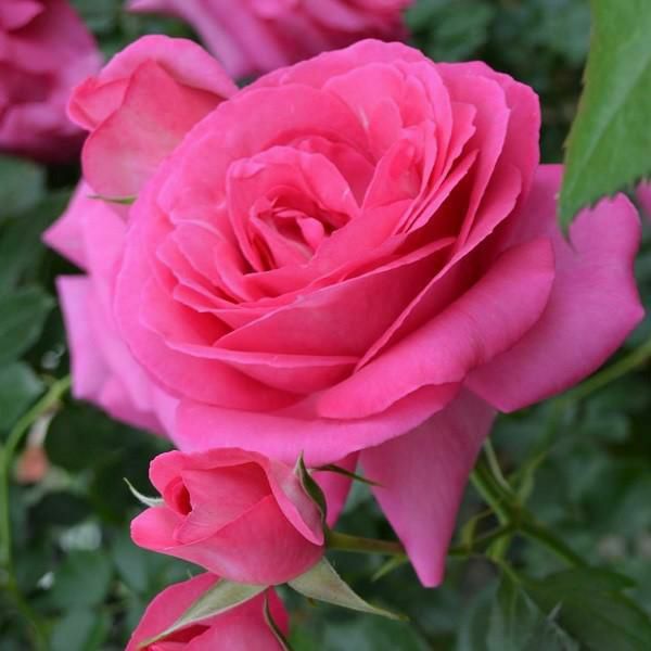 バラ苗ロゼピエールドゥロンサール