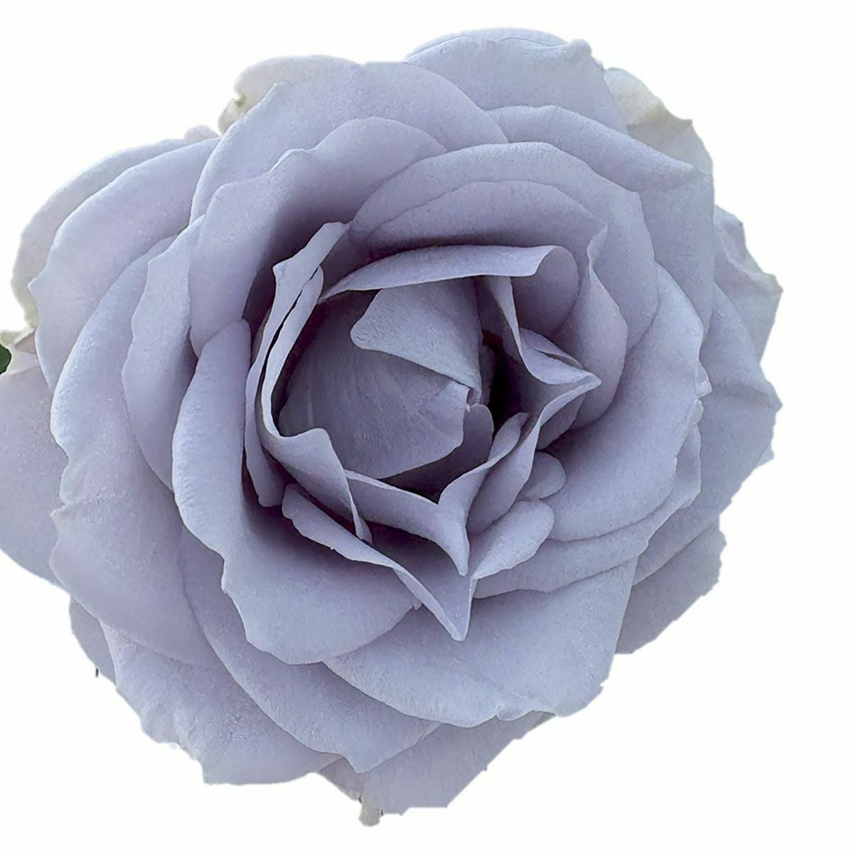 バラ苗ターンブルー