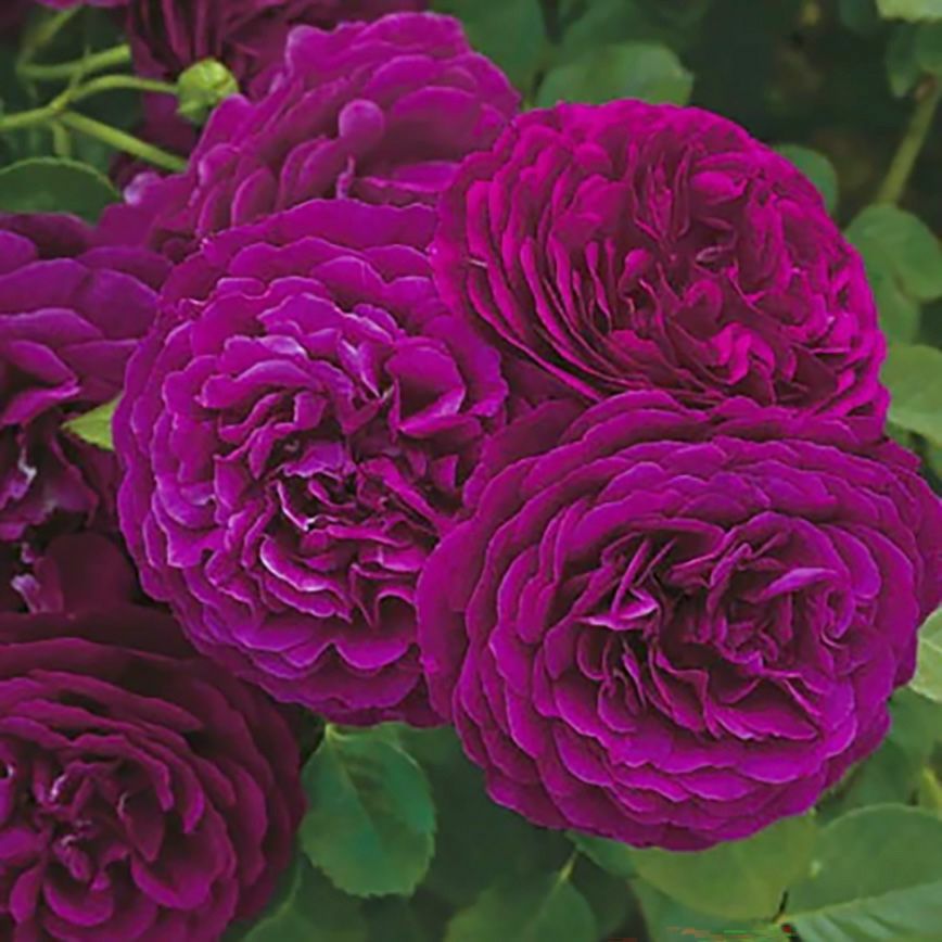 バラ苗トワイライトゾーン