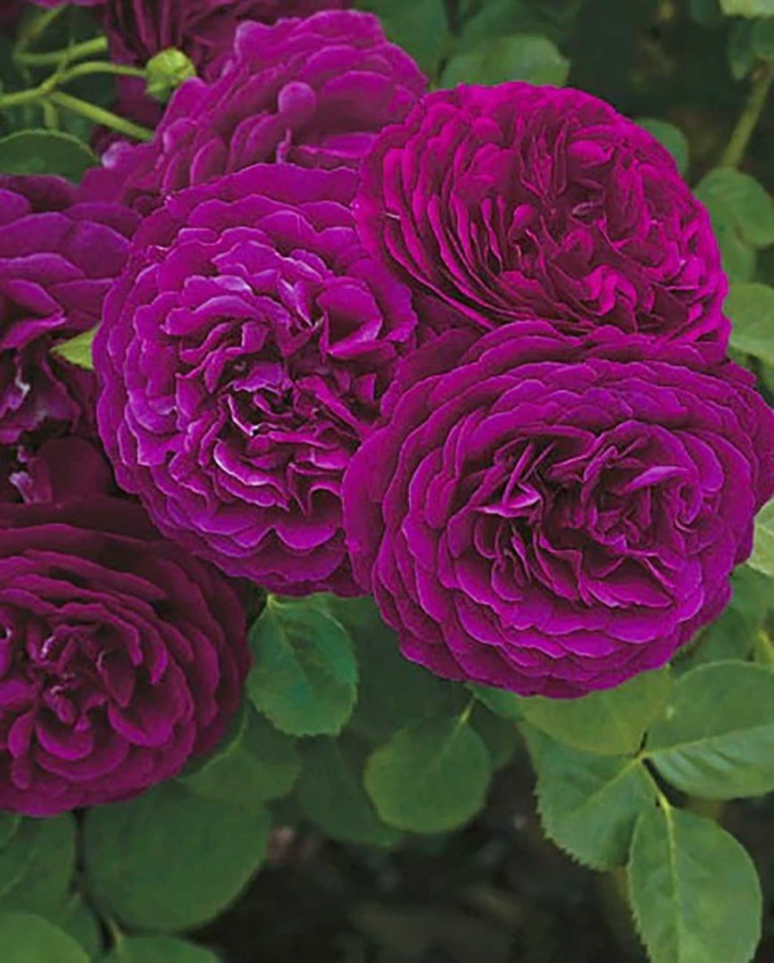 バラ苗トワイライトゾーン