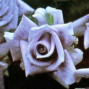 バラ苗青龍 (せいりゅう)