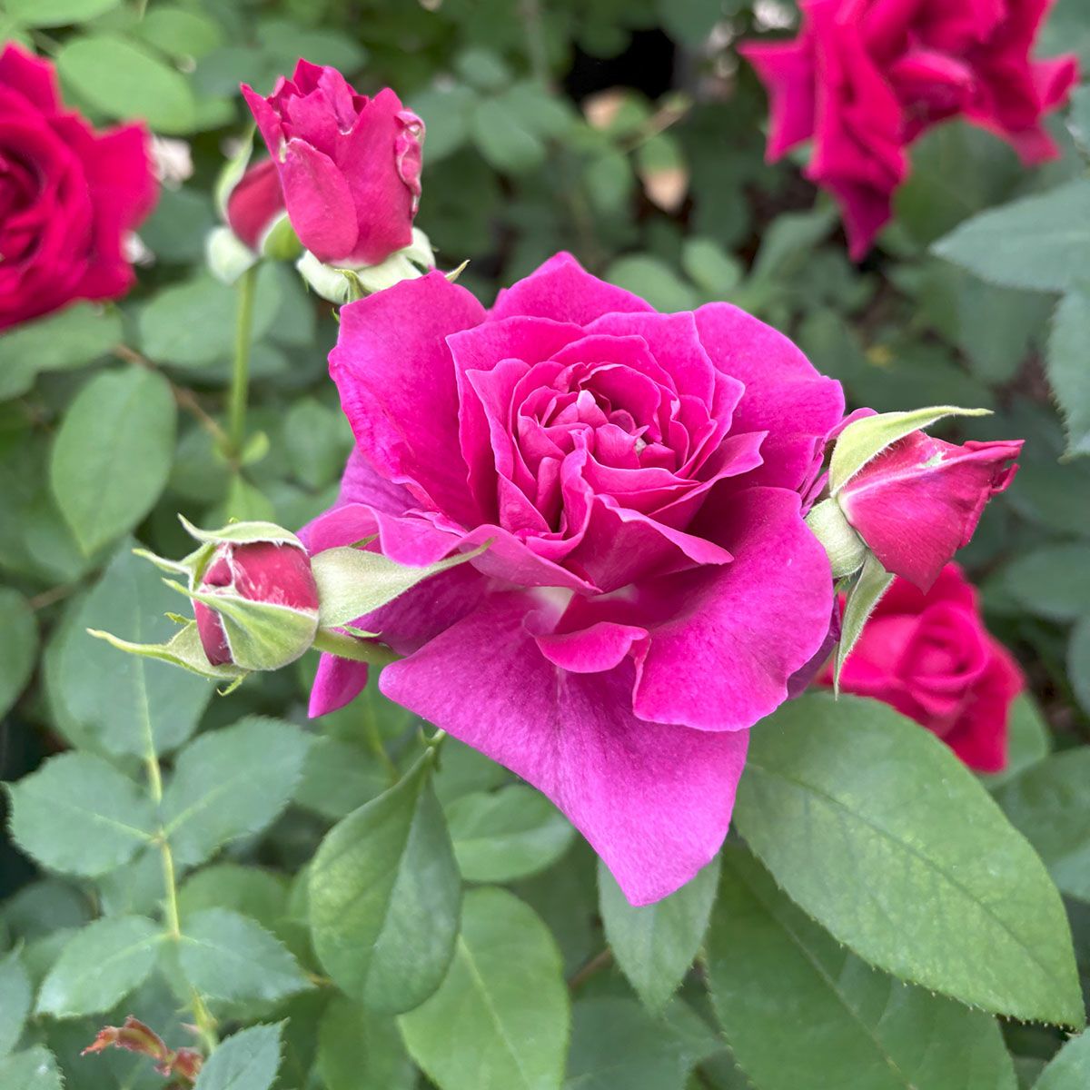 バラ苗イントゥリーグ