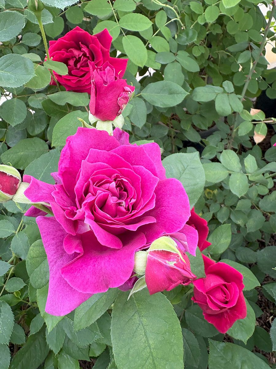 バラ苗イントゥリーグ