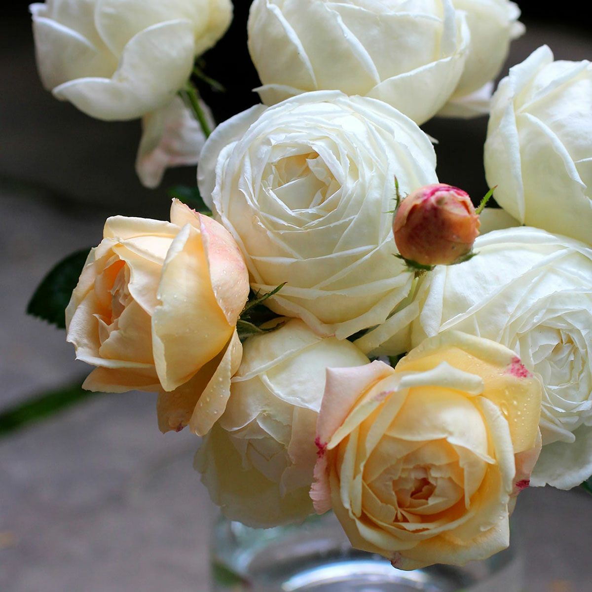 000000014039-01.jpg?size=m&w=