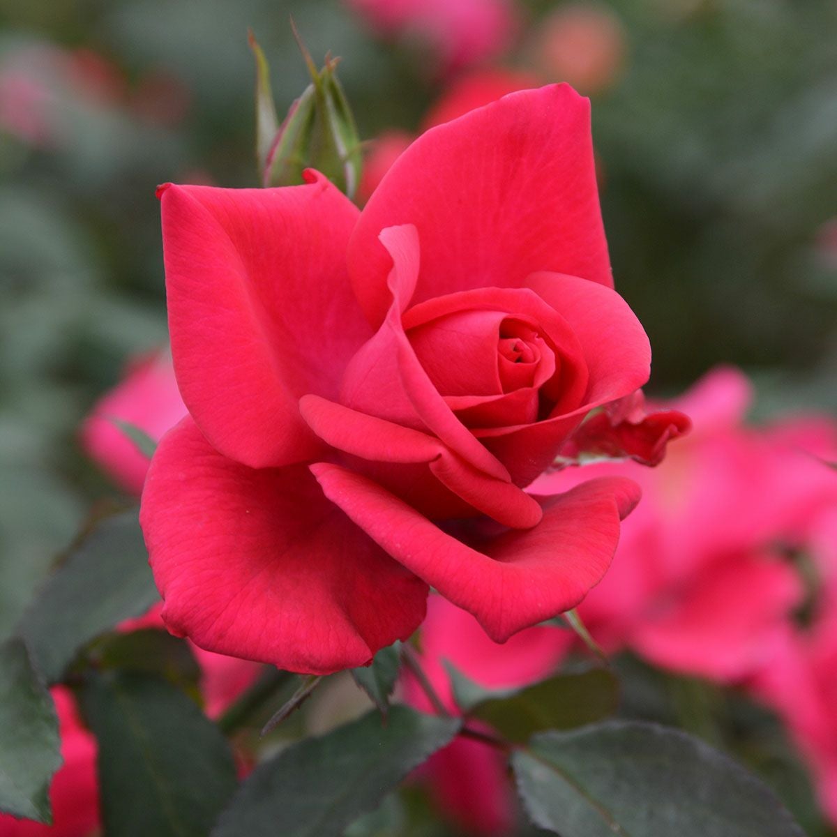 新品種・新入荷品種 | THE ROSE SHOP｜バラ専門店 ザローズショップ