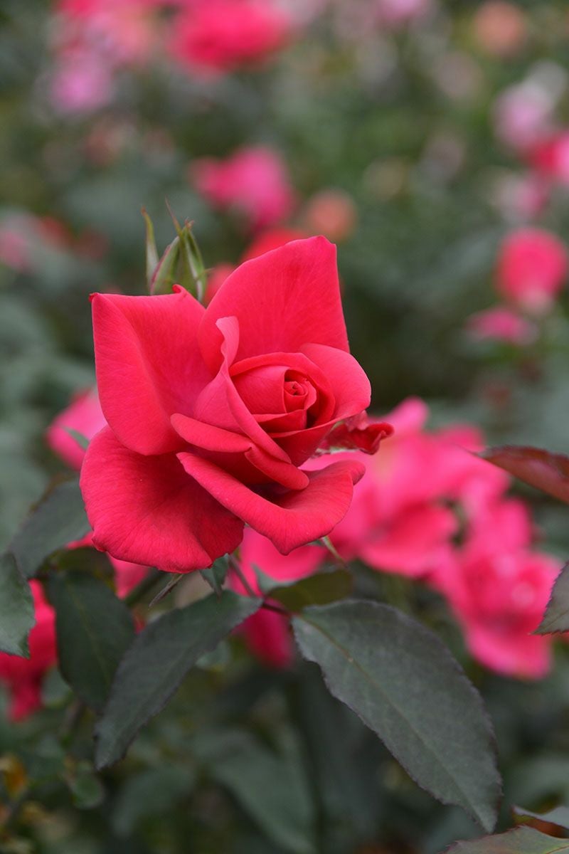 バラ苗インセプション