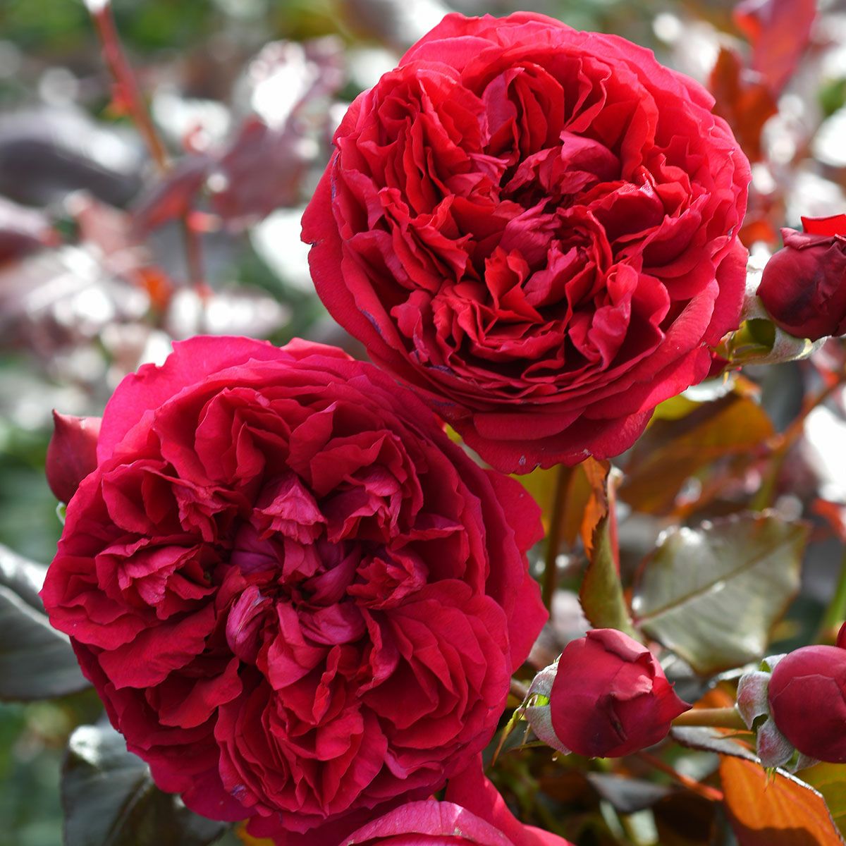 バラ苗 【ジャンクリストフ】 (大苗) シュラブ 半つる性 四季咲き 中輪