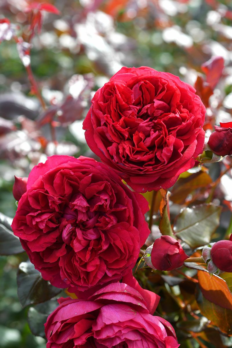 バラ苗ジャンクリストフ