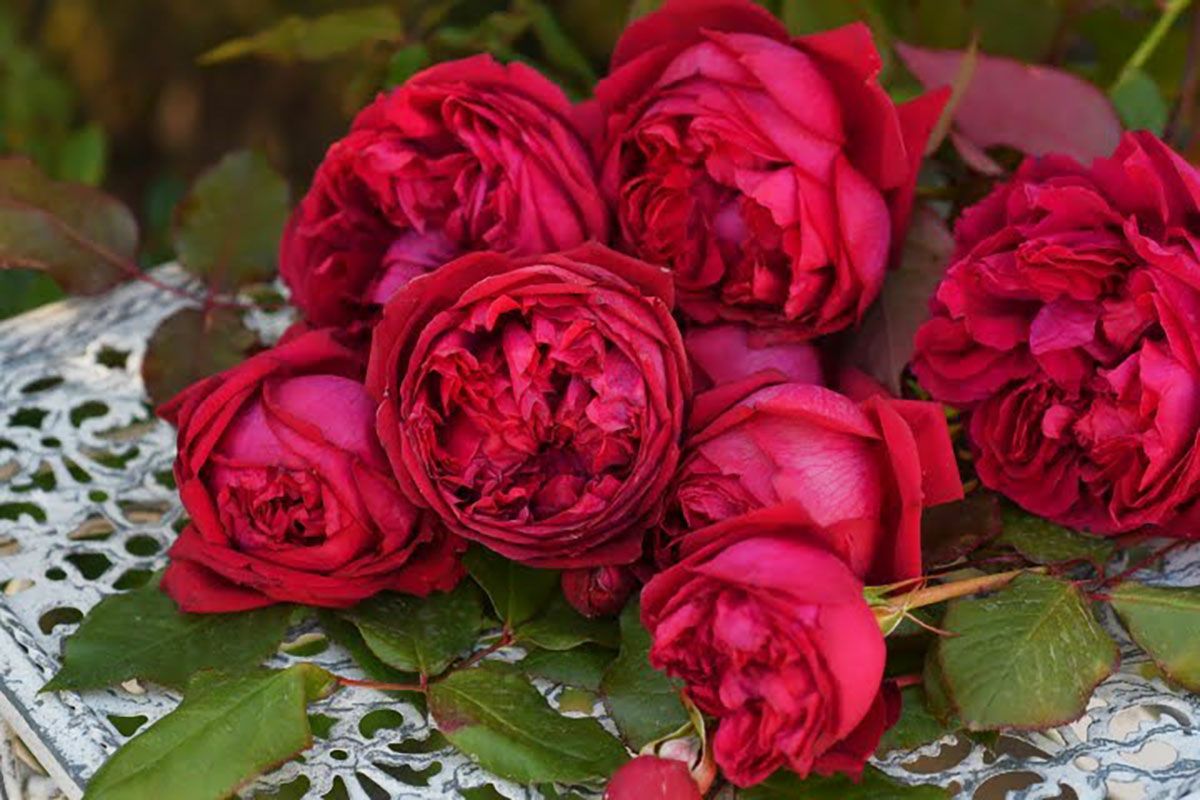 バラ苗ジャンクリストフ