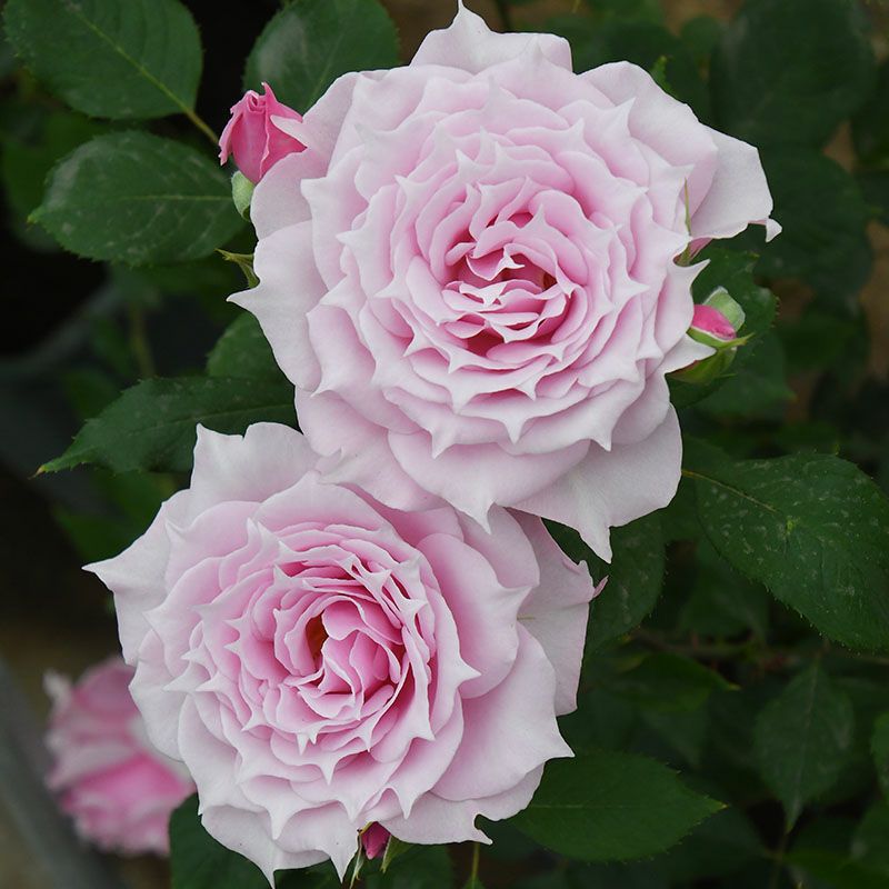 ロサオリエンティス／プログレッシオ | THE ROSE SHOP｜バラ専門店 ザ