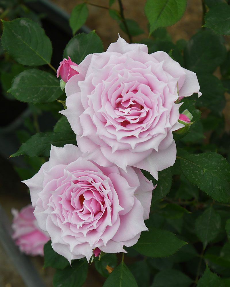 バラ苗エリクシル