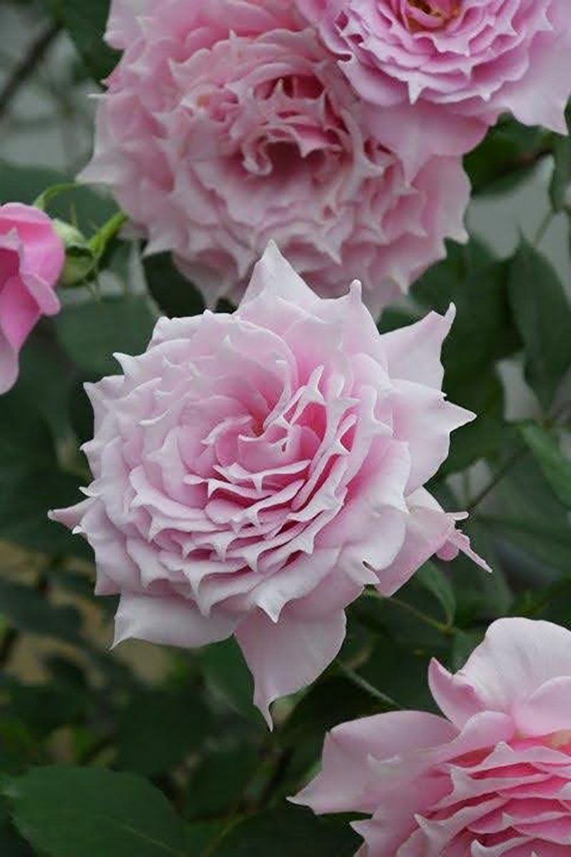 バラ苗エリクシル