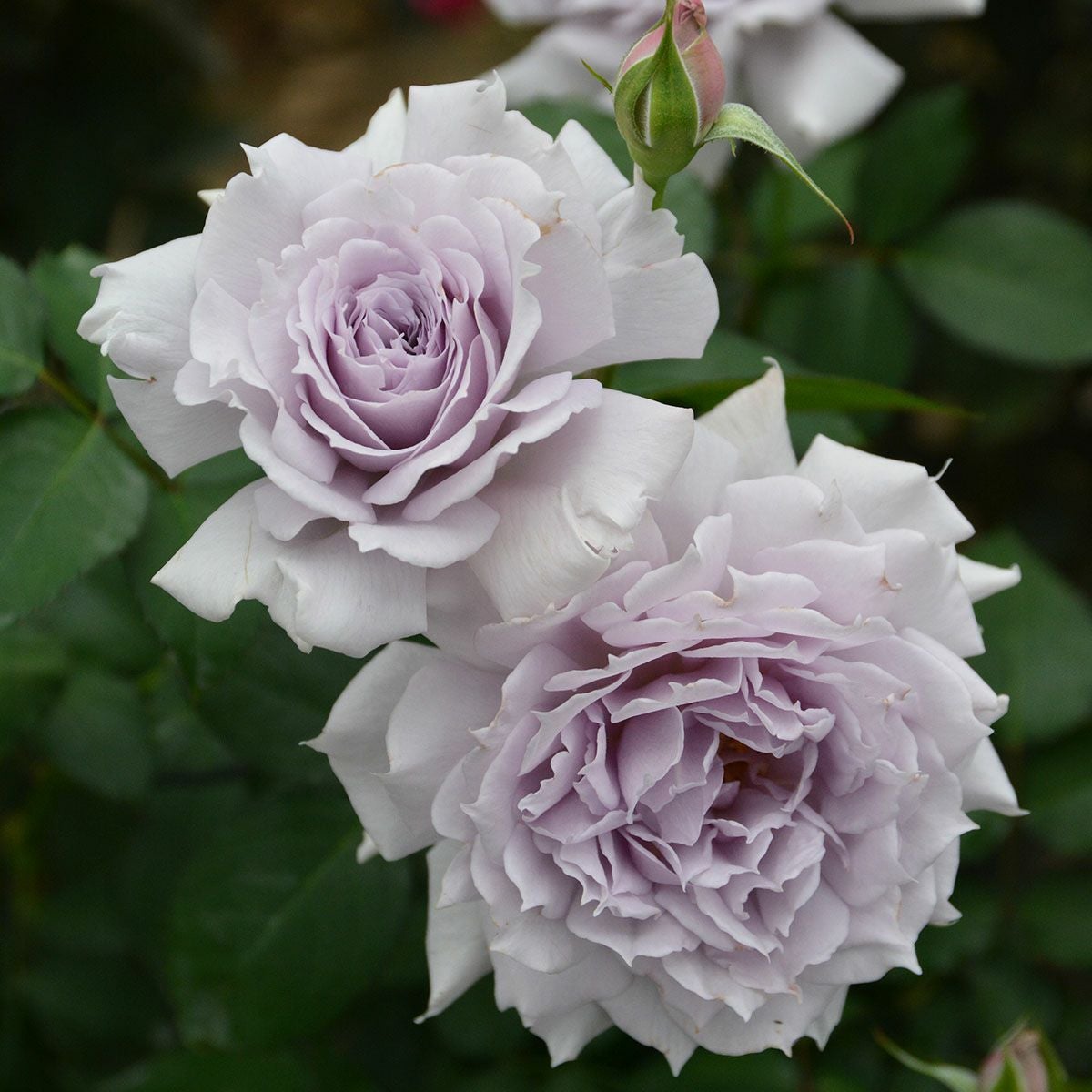 予約苗 バラ苗 【ウンディーネ】 (大苗) フロリバンダ 四季咲き 中輪