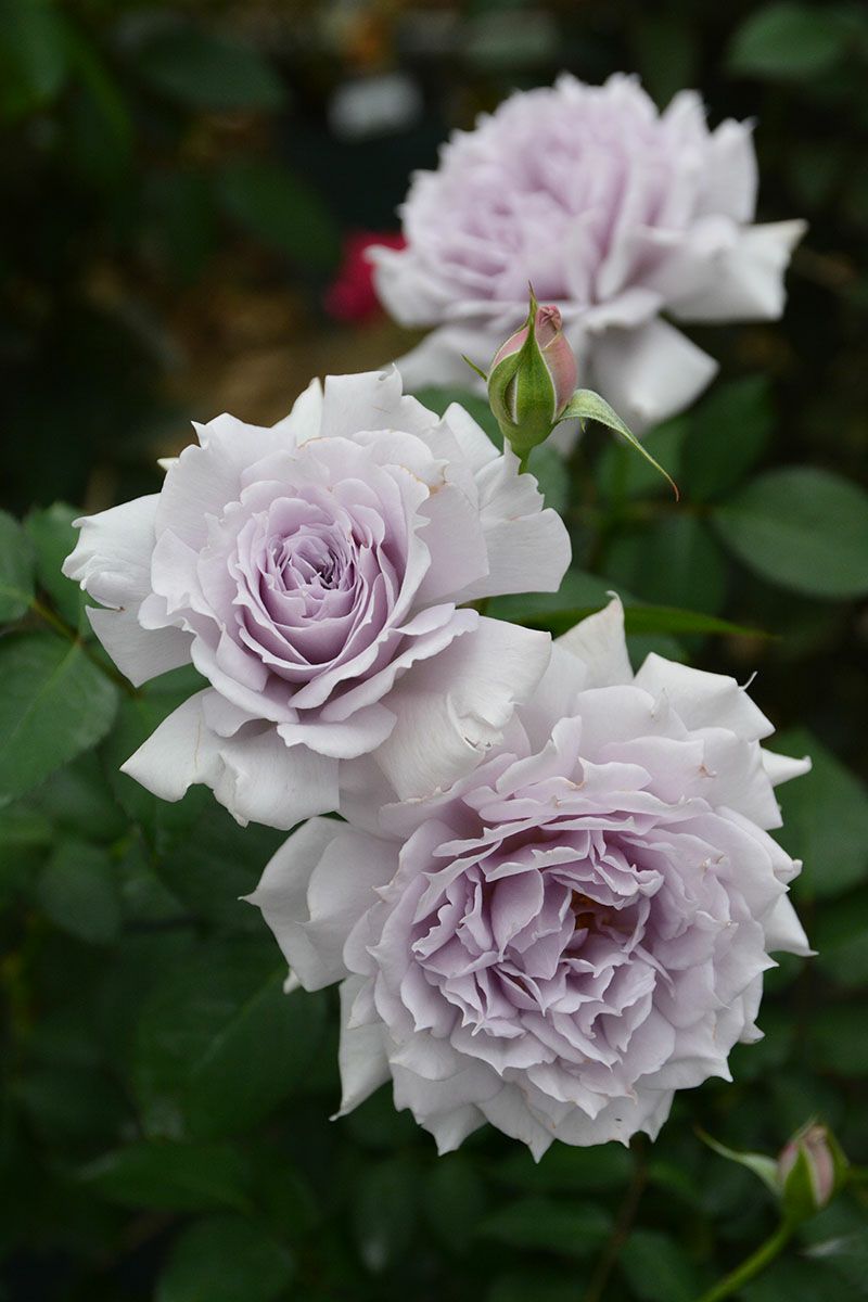 バラ苗ウンディーネ