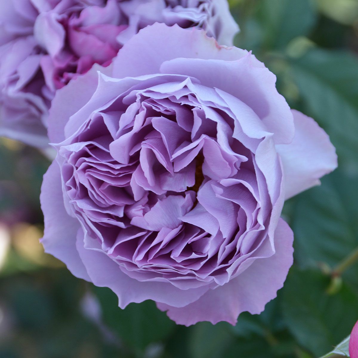 バラ苗 【エリザベート】 (大苗) フロリバンダ 四季咲き 中輪 紫系