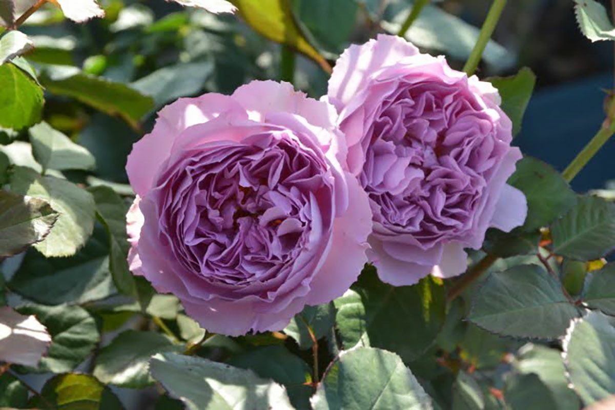 バラ苗エリザベート