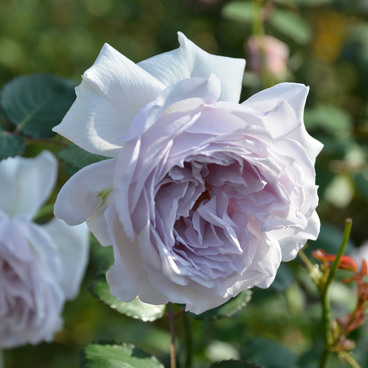 新品種・新入荷品種 | THE ROSE SHOP｜バラ専門店 ザローズショップ