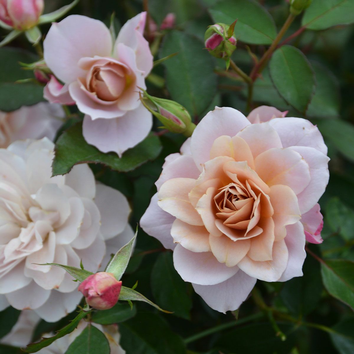 バラ苗うののさらら