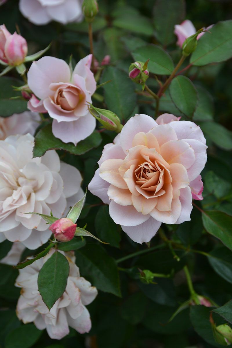 バラ苗うののさらら