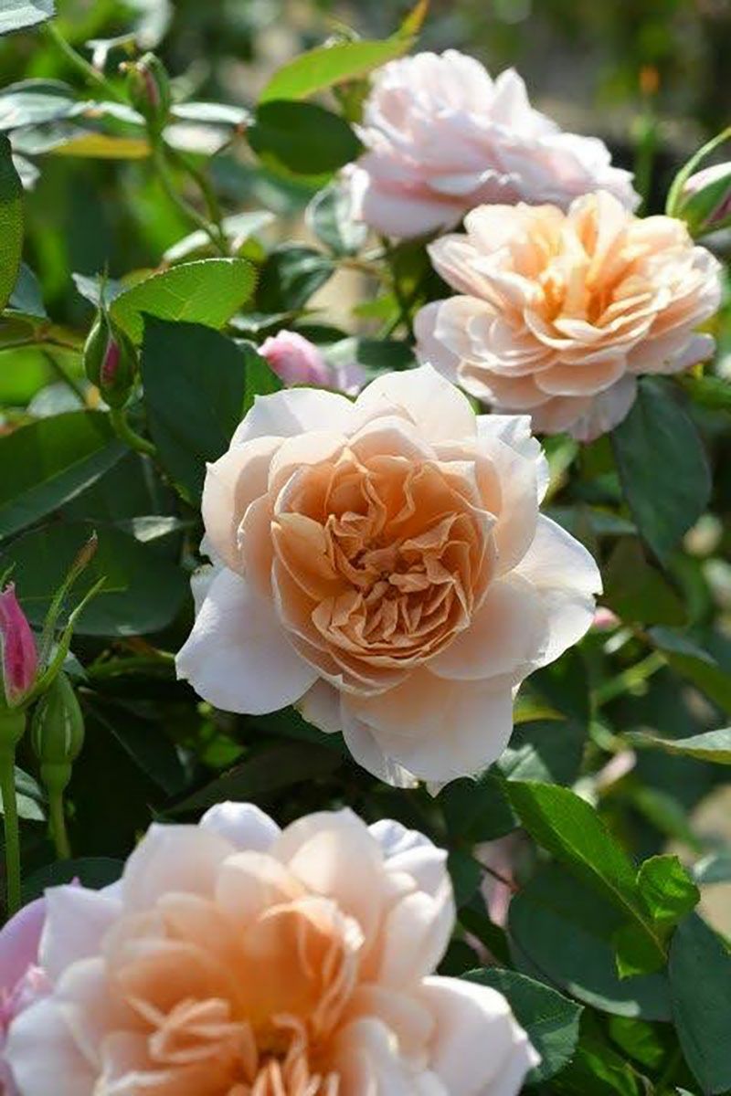 バラ苗うののさらら