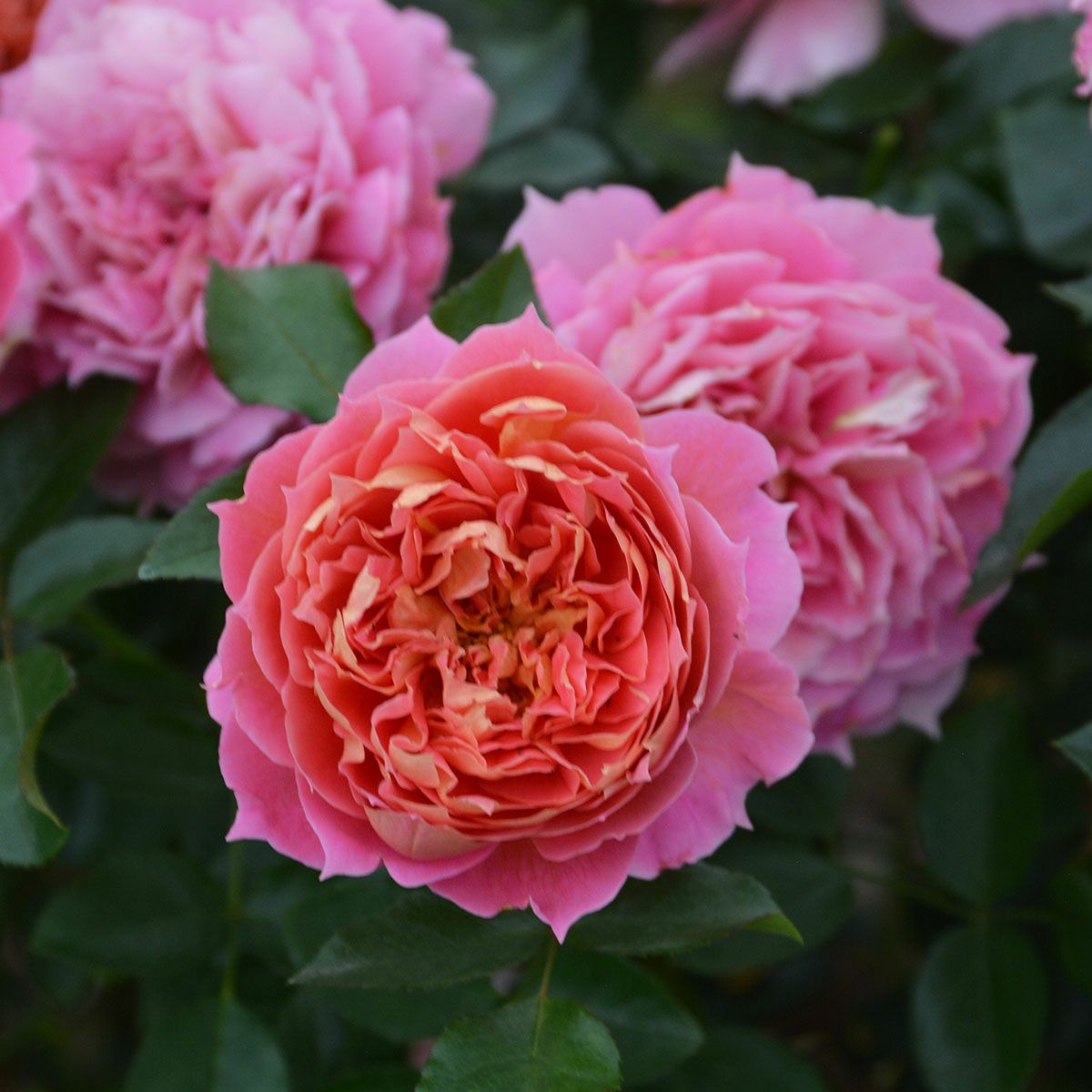 ロサオリエンティス／プログレッシオ | THE ROSE SHOP｜バラ専門店 ザ