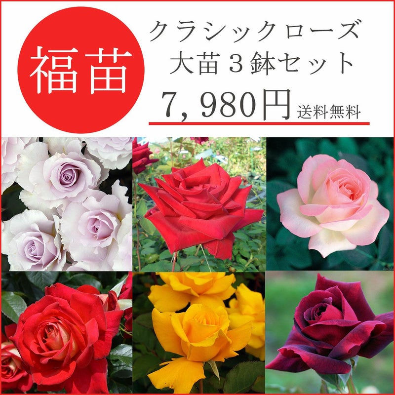バラ苗福袋
