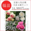 バラ苗福袋