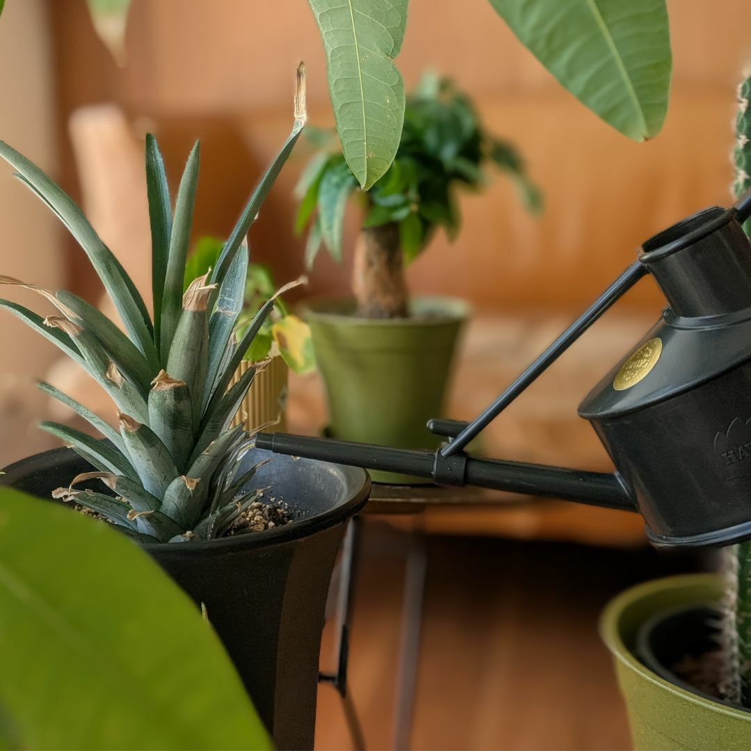 リサイクルプラスチック製ジョウロ 0.7L HAWS ホーズ