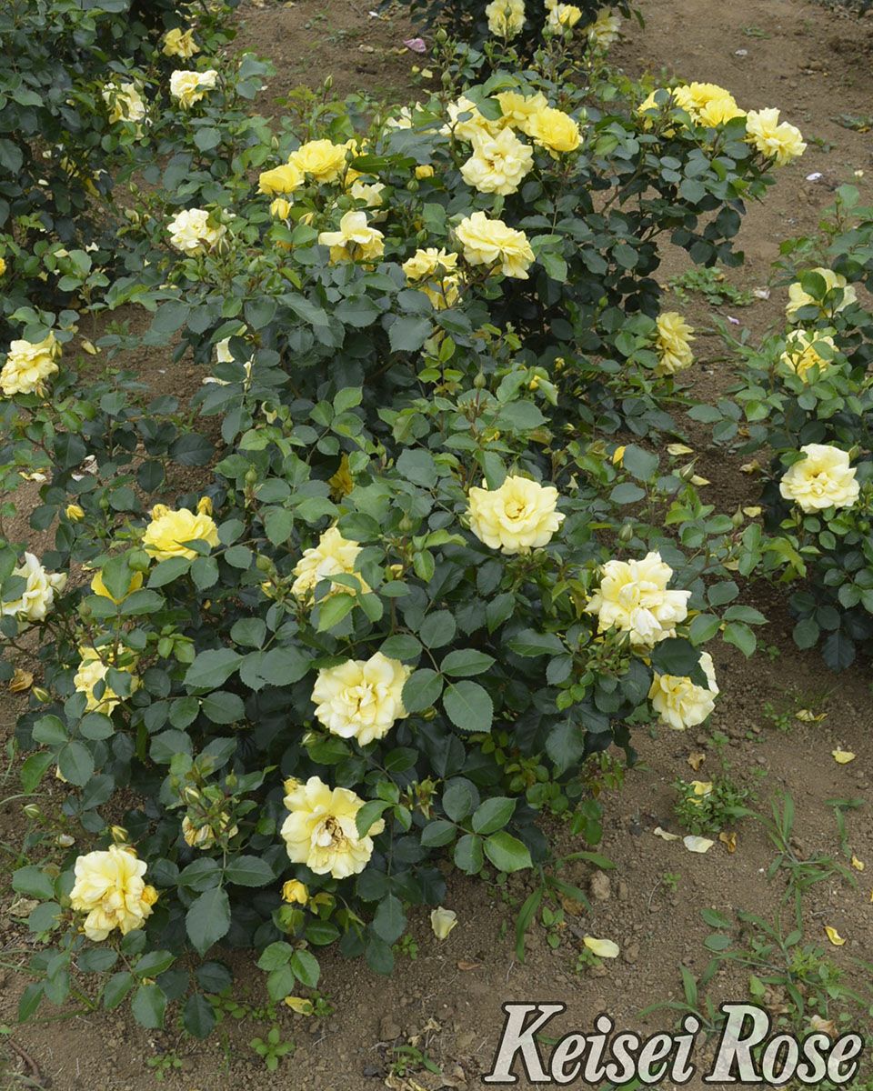 バラ苗ゴールデンストリートカラーズ