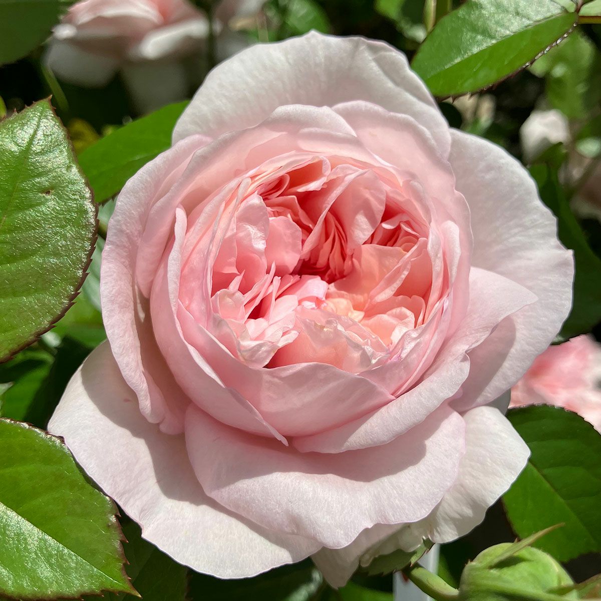 タンタウ Tantau (ドイツ) | THE ROSE SHOP｜バラ専門店 ザローズ