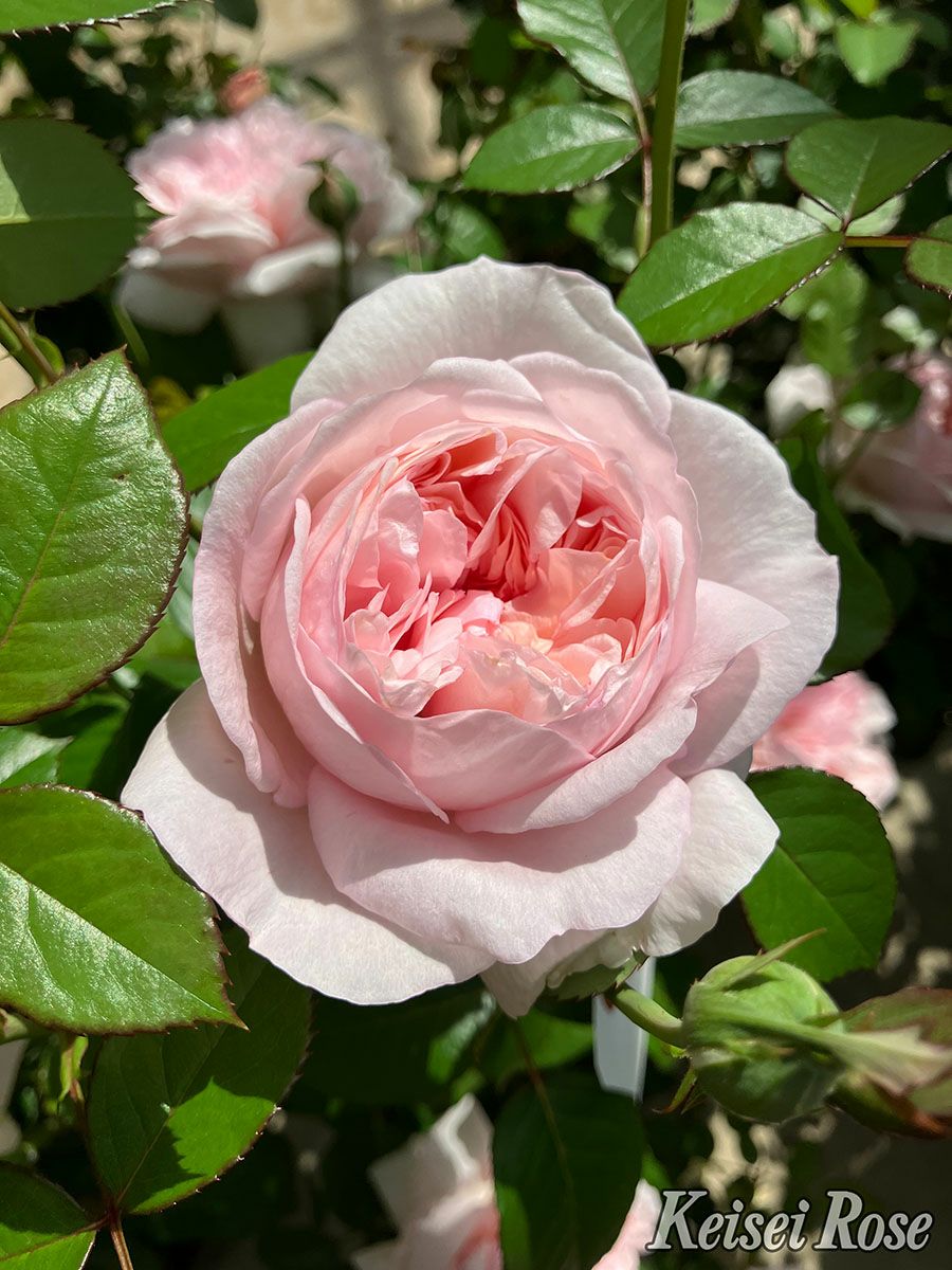 バラ苗シェーンハイト