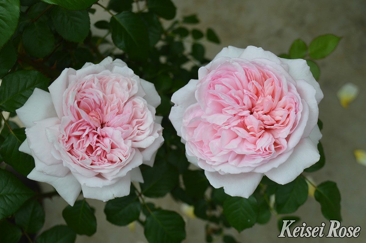 バラ苗シェーンハイト