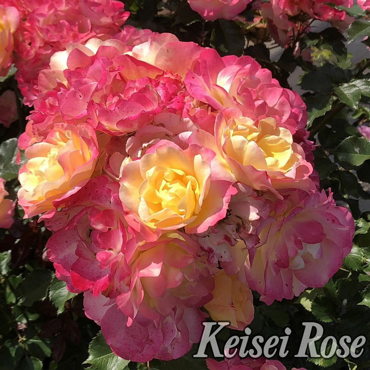 予約新苗 | THE ROSE SHOP｜バラ専門店 ザローズショップ 本店 - バラ