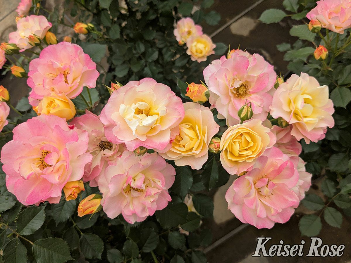 バラ苗シトリンルージュ