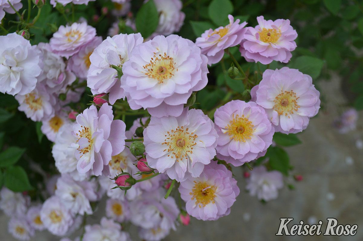 バラ苗トゥインクルブローチ