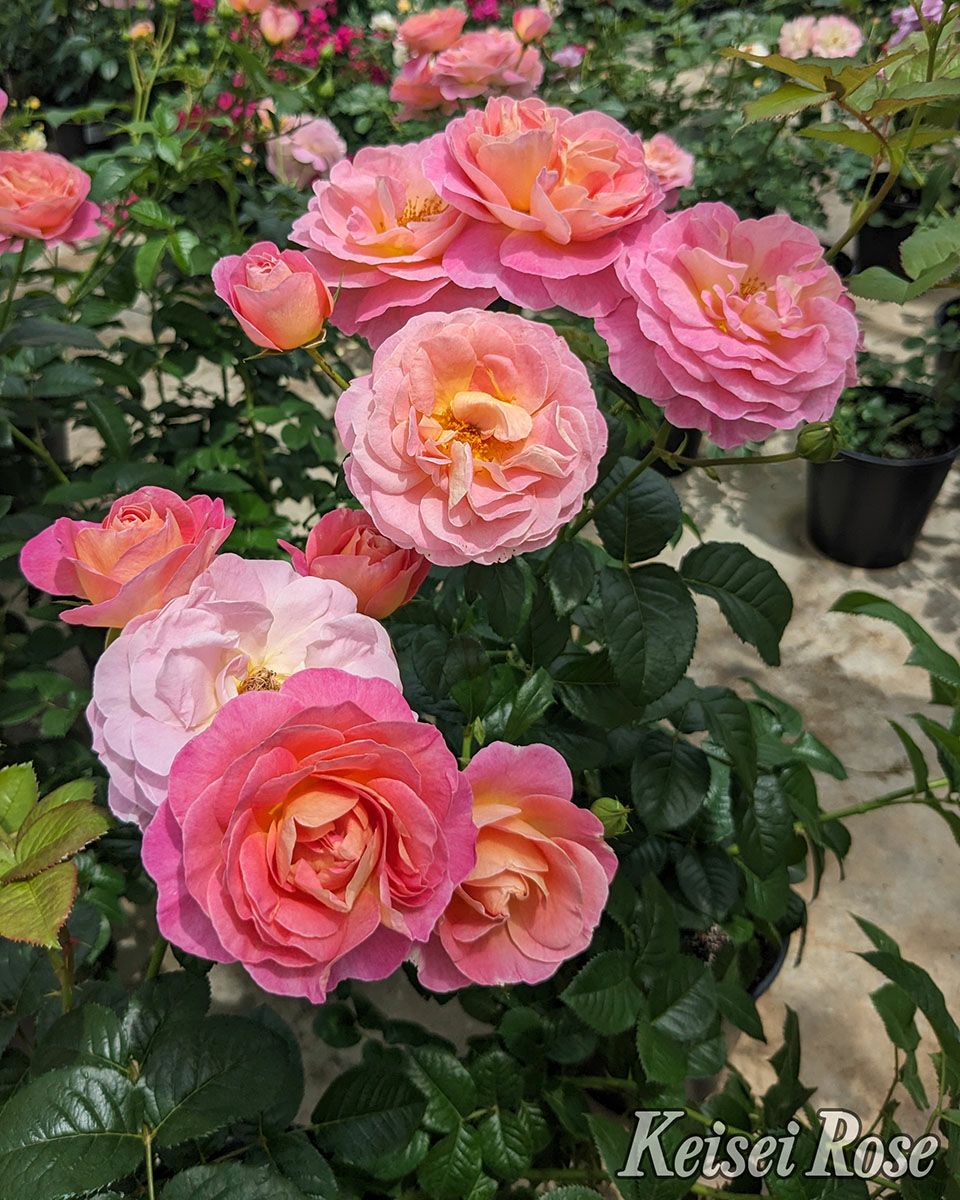 バラ苗ドルンブルガーシュロスローズ