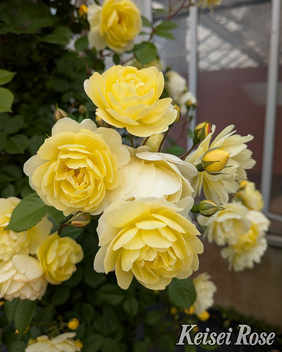 バラ苗レモンシルエッタ