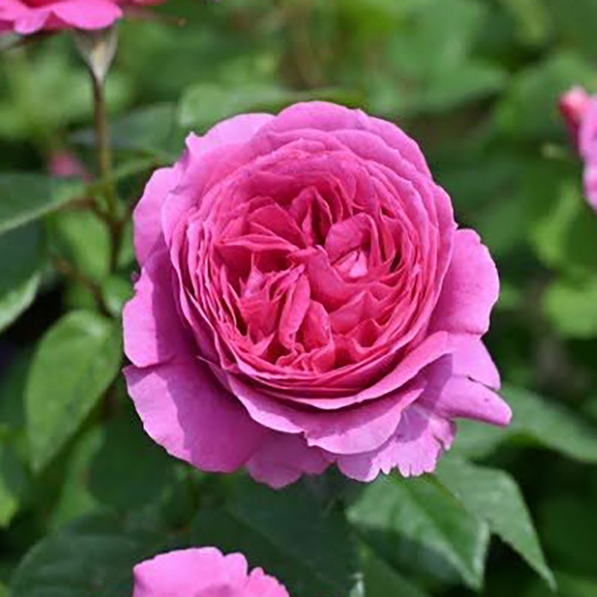 新品種・新入荷品種 | THE ROSE SHOP｜バラ専門店 ザローズショップ