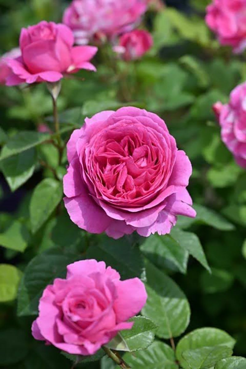 バラ苗エメトワ