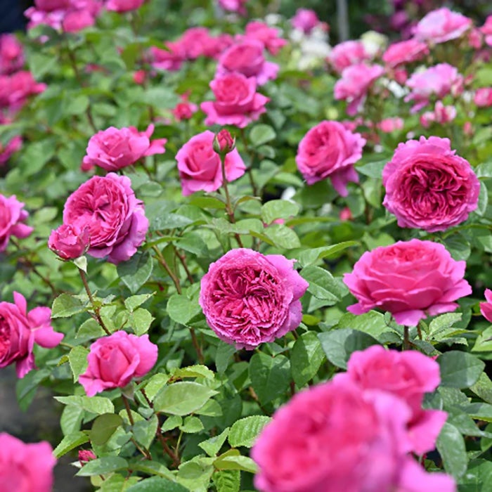 バラ苗エメトワ